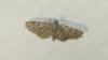 Eupithecia silenicolata